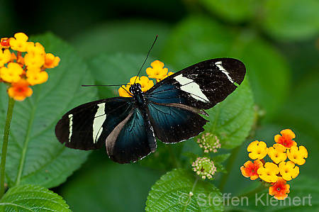 257 Sara-Passionsfalter - Heliconius sara